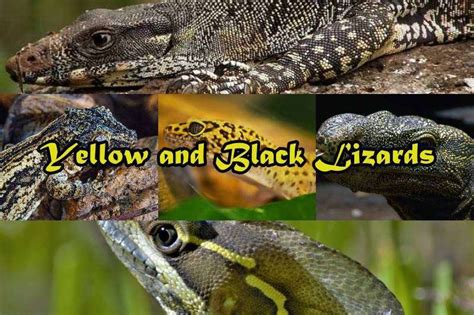 black and yellow spotted lizard|12 Black and Yellow Lizards (With Pictures of Each).